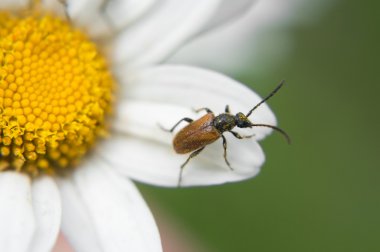 Papatya beetle