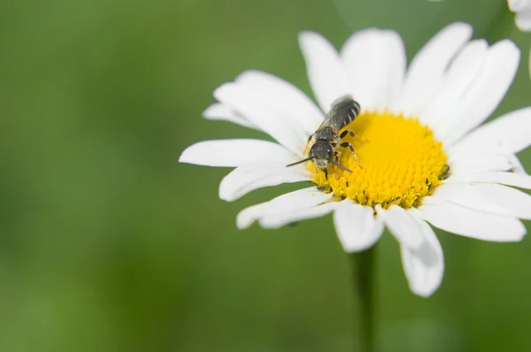 stock image Beetle on Chamomile