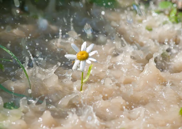 Heřmánek květ v dešti — Stock fotografie