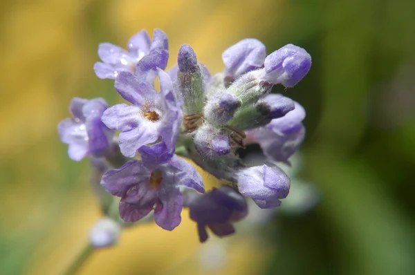 Stock image Lavender