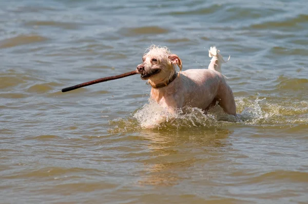 Mutlu Köpek