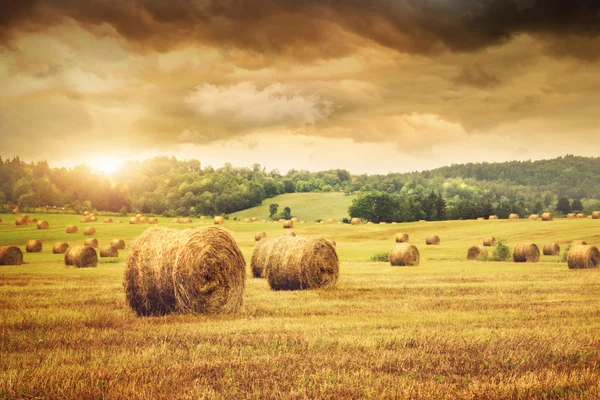 Field of freshly bales of hay with beautiful sunset — Stock Photo, Image