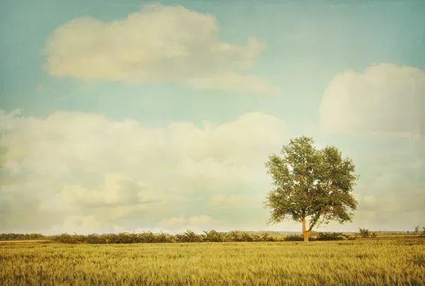 Árvore solitária no prado com olhar vintage — Fotografia de Stock