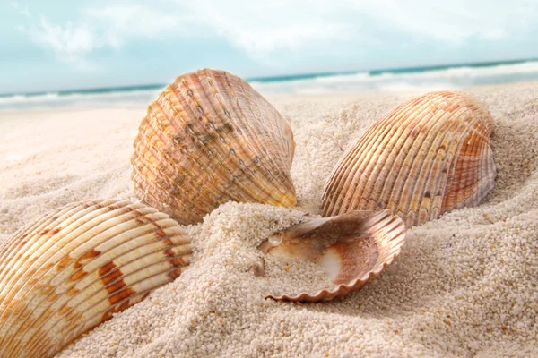 Seashells na areia na praia — Fotografia de Stock