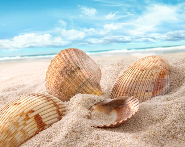 Conchas de mar en la arena en la playa — Foto de Stock