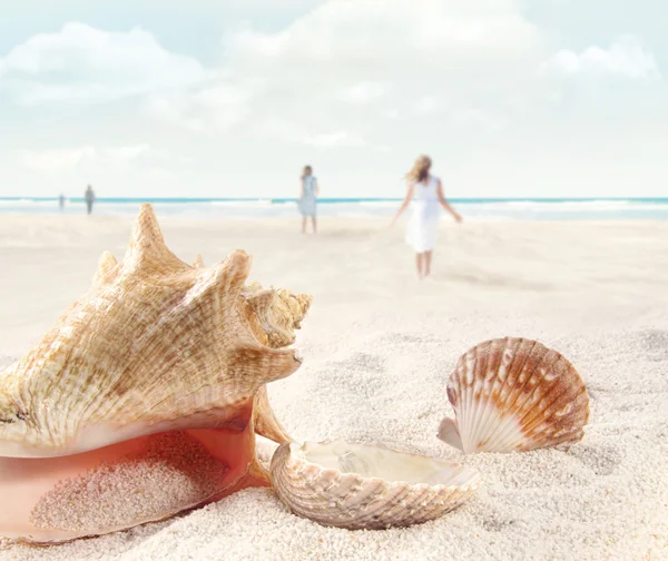 Escena de playa con paseos y conchas marinas —  Fotos de Stock