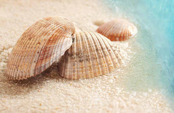 Conchas marinas en la arena mojada — Foto de Stock