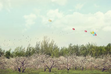 Orchard of apple blossoming trees clipart