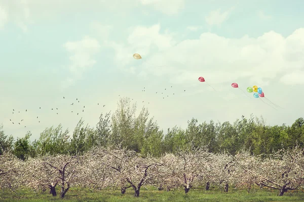 Huerto de manzanos en flor — Foto de Stock