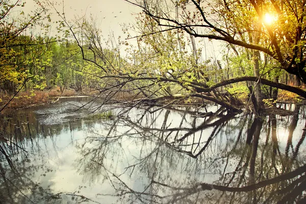 Vista do pântano de água no início da primavera — Fotografia de Stock