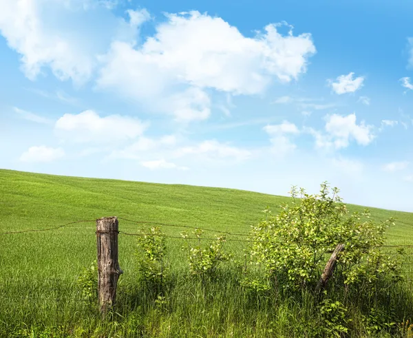 Země plot s květy s modrou oblohou — Stock fotografie