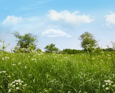 Queen anne's lace wildflowers clipart