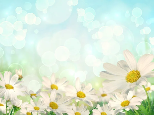 Frühling Hintergrund mit Gänseblümchen — Stockfoto