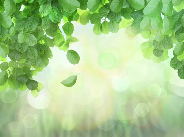 Frühling Hintergrund mit Blättern und Brokeh-Effekt — Stockfoto
