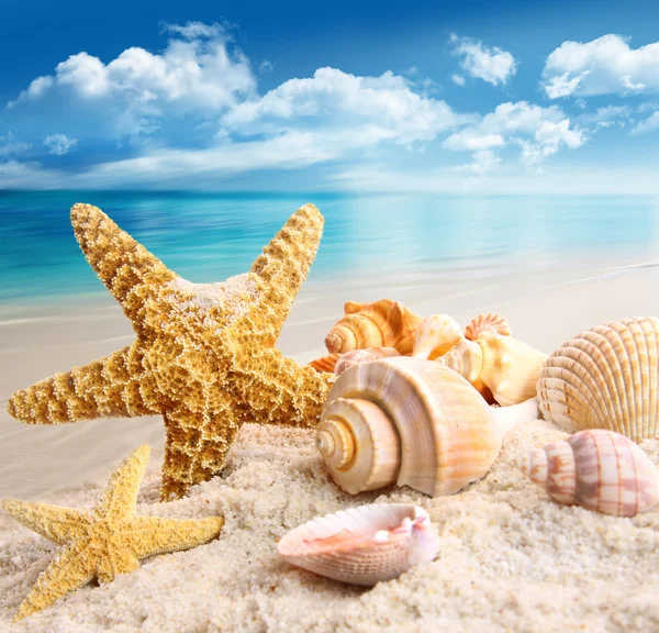 Sjöstjärnor och snäckor på stranden Royaltyfria Stockbilder
