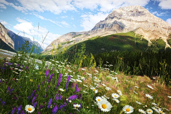 Feld von Gänseblümchen und Wildblumen — Stockfoto