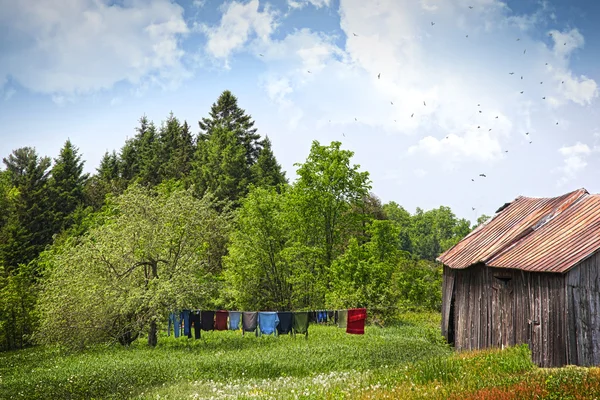 Laundry drying on clothesline on a summer day — Stock Photo, Image