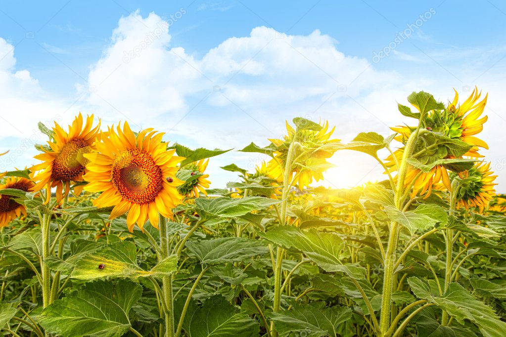Field of colorful sunflowers and blue sky