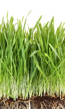 Closeup of wheatgrass on white clipart