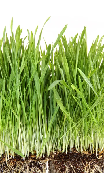Gros plan d'herbe à blé sur blanc — Photo