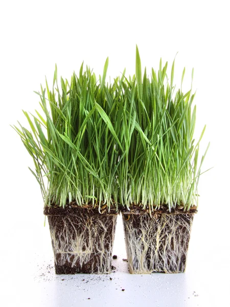 Čerstvé Pšeničné trávy na bílém pozadí — Stock fotografie