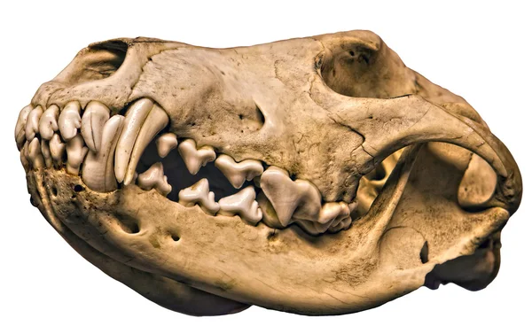Wolf Cranium Stock Photo