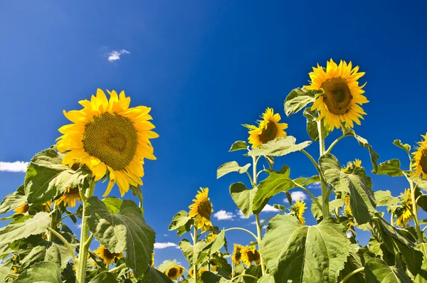 Sonnenblumen gegen den blauen Himmel — Stockfoto