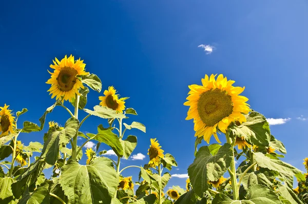 Sonnenblumen gegen den blauen Himmel. — Stockfoto