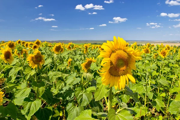 Sonnenblumen gegen den blauen Himmel. — Stockfoto