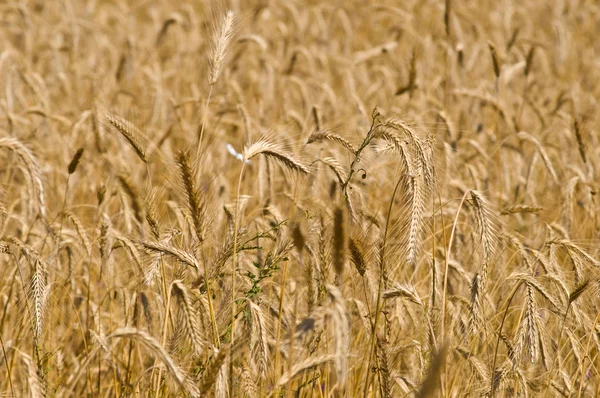 领域的黑麦 — 图库照片