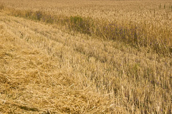Field of rye — Stock Photo, Image