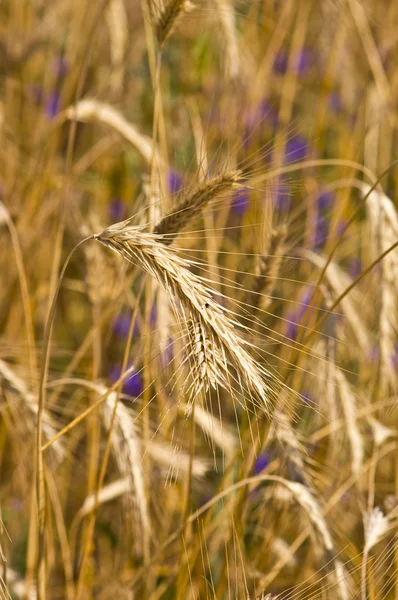 领域的黑麦 — 图库照片