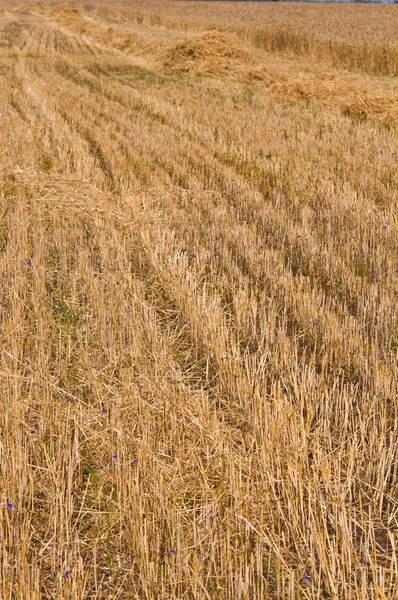刈ったライ麦畑 — ストック写真