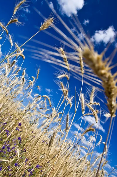 ライ麦の茎 — ストック写真