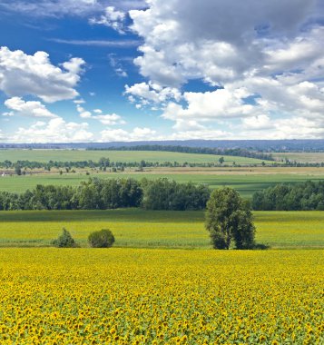 Alone tree and field of sunflowers. clipart