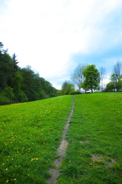 dandelions Woods ile çayır