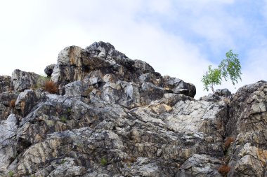 Birch on the rocks against the sky clipart