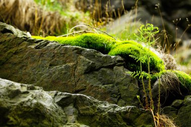 Rock covered with green moss clipart