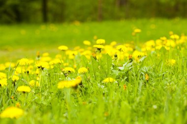 dandelions büyük alan