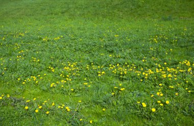 dandelions arka plan büyük alan