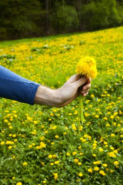 Dandelions dandel arka plan alanında adamların elinde