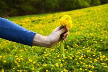 Dandelions dandel arka plan alanında adamların elinde