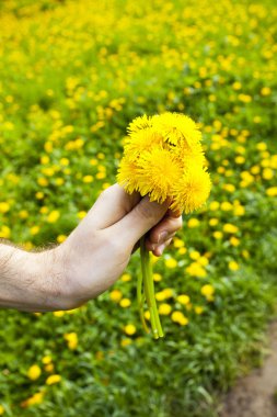 Dandelions dandel arka plan alanında adamların elinde