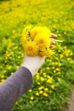 Dandelions dandel arka plan alanında adamların elinde