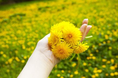 Dandelions DVE arka plan alanında kadınların elinde