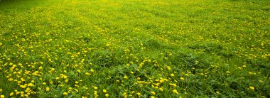 dandelions arka alan