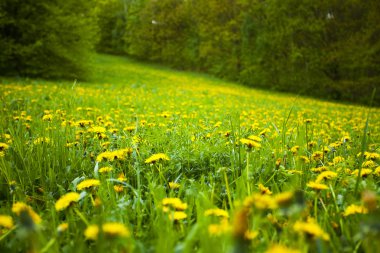 dandelions ormanda arka alan