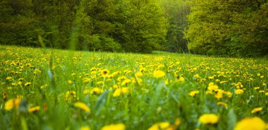 dandelions ormanda arka alan