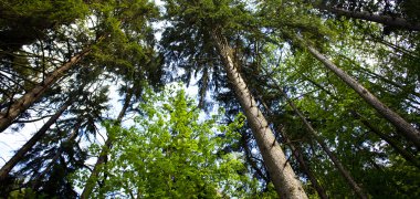 Trees looking at the blue sky clipart