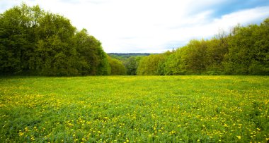 dandelions ormanda büyük alan